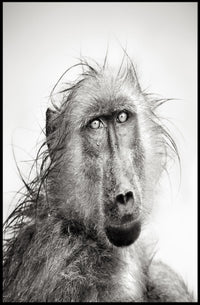 Baboon's Intense Gaze: Photorealistic Animal Poster PosterGoat