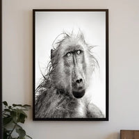 Baboon's Intense Gaze: Photorealistic Animal Poster PosterGoat
