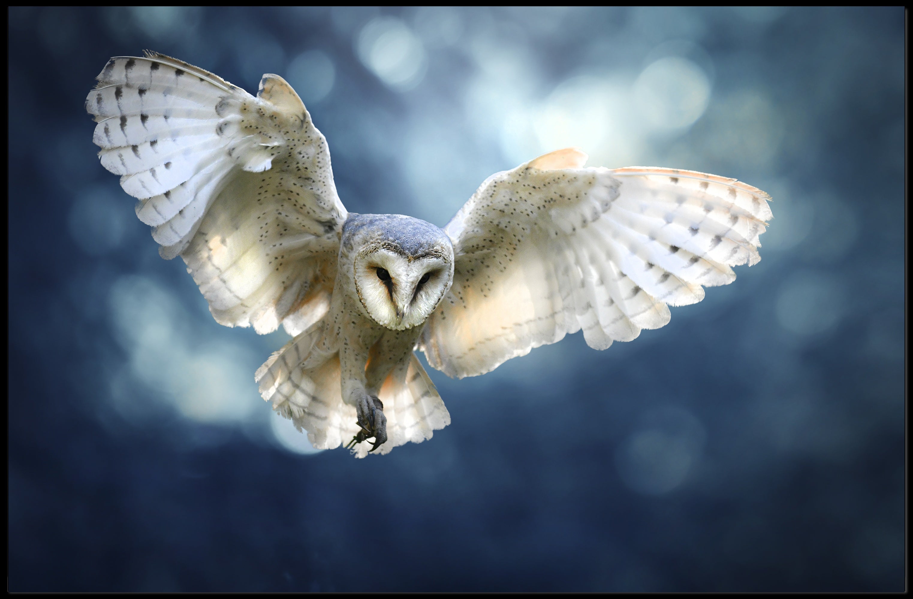 Barn Owl in Flight Graceful Animal Poster PosterGoat
