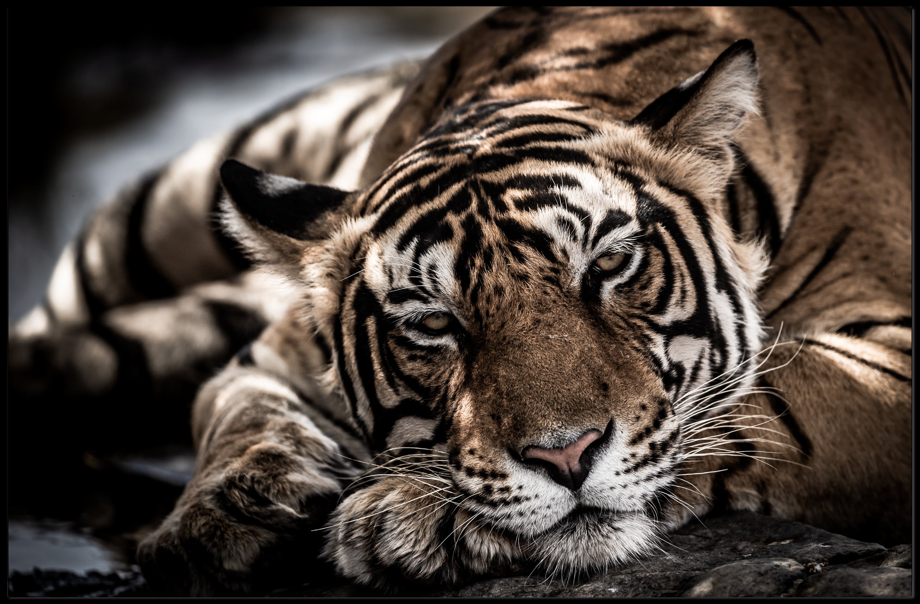 Bengal Tiger Wilderness Scene: Majestic Animal Poster PosterGoat
