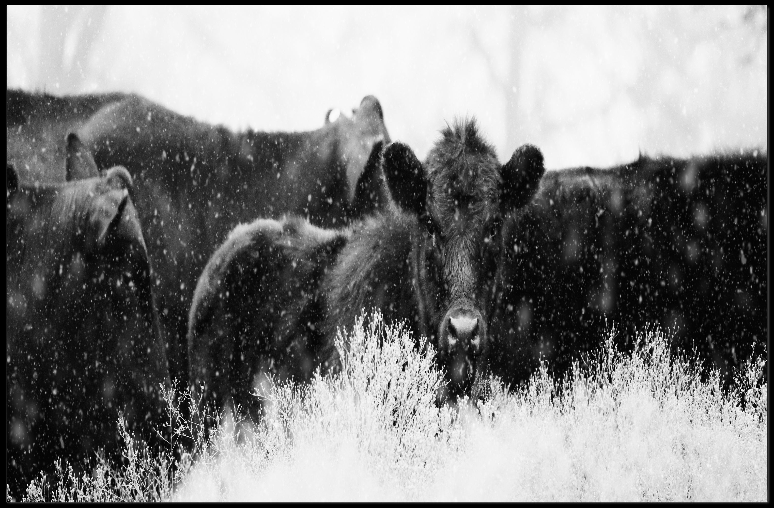 Black Cattle in Snowy Landscape Animal Poster PosterGoat