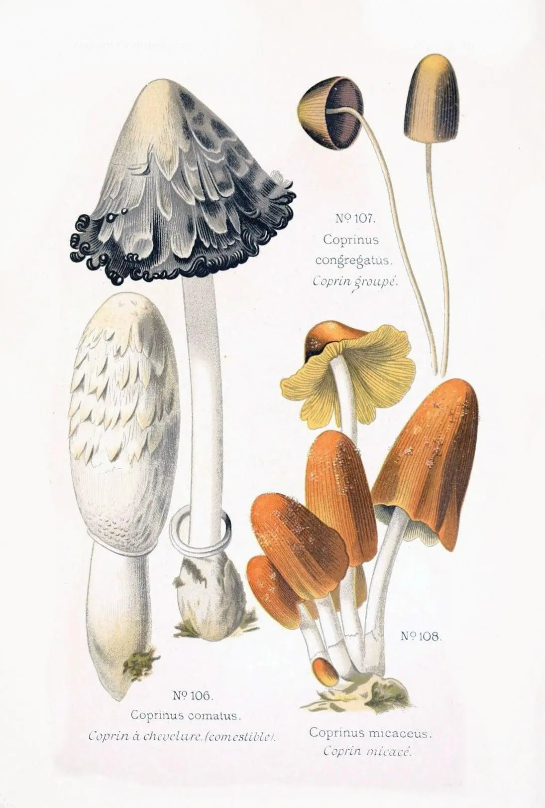 Botanical Illustration of Coprinus Mushrooms: Cultural or Heritage Poster PosterGoat