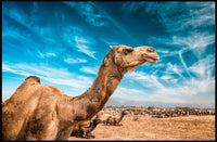 Camel in Desert Landscape with Blue Sky Animal Poster PosterGoat