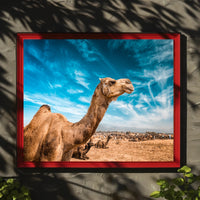 Camel in Desert Landscape with Blue Sky Animal Poster PosterGoat