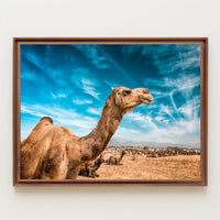 Camel in Desert Landscape with Blue Sky Animal Poster PosterGoat