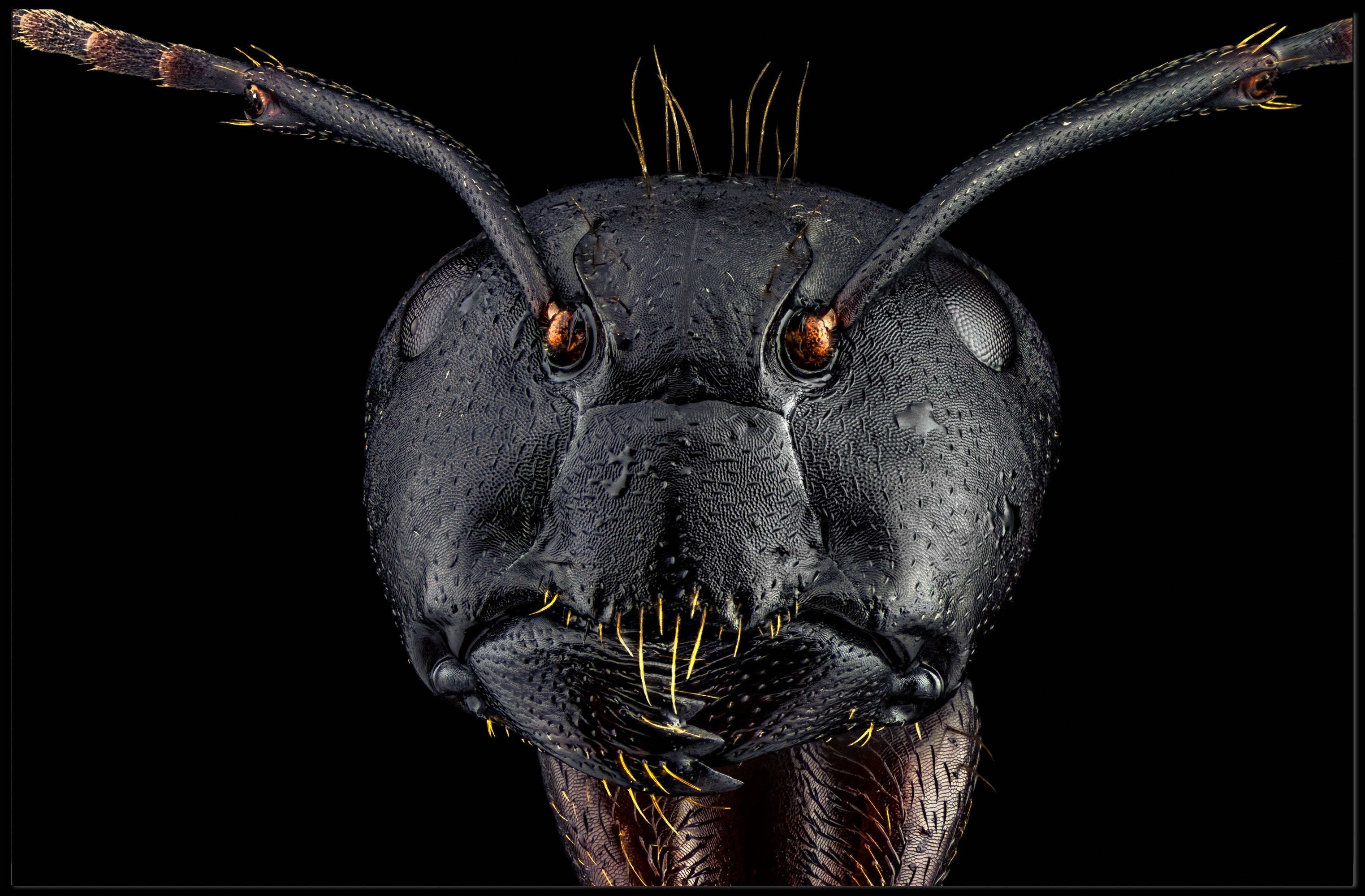 Close-Up Macro Ant Art Print Animal Poster PosterGoat