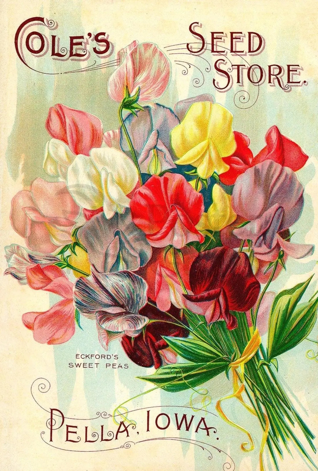 Cole's Seed Store Vintage Floral Advertisement Poster PosterGoat