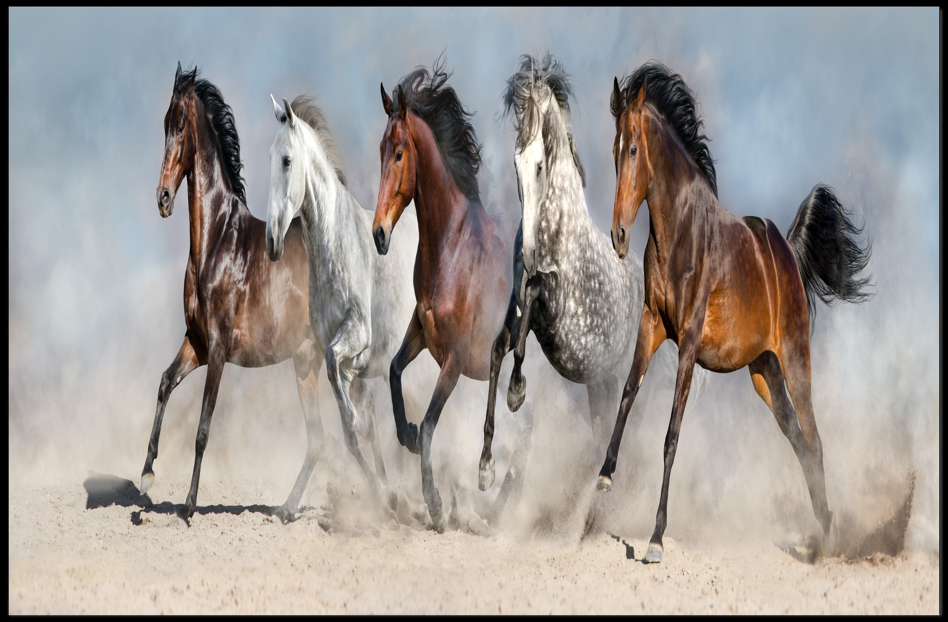 Dynamic Galloping Horses on Open Plains Animal Poster PosterGoat