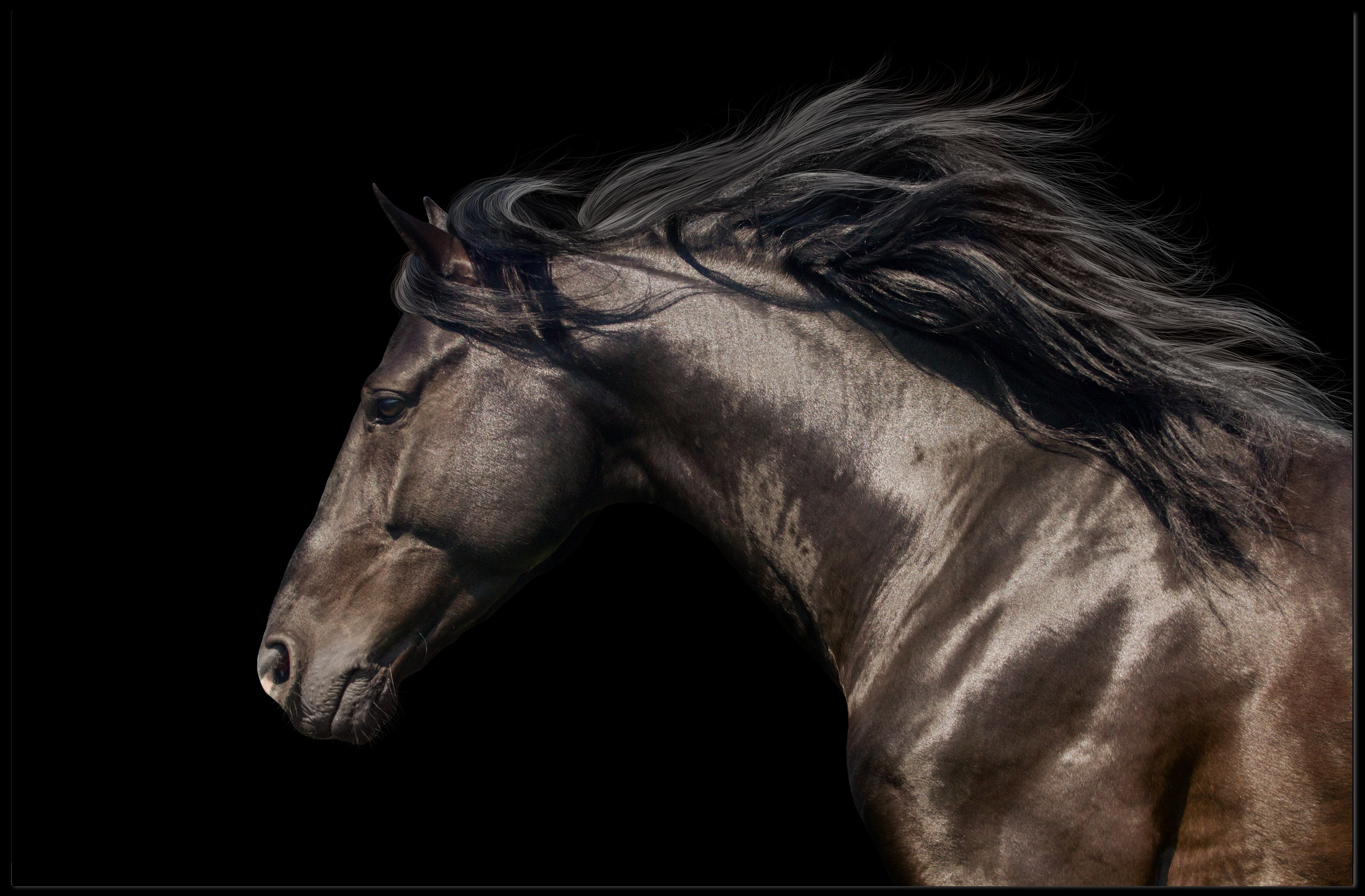 Elegant Horse Head Illustration with Graceful Mane - Animal Poster PosterGoat