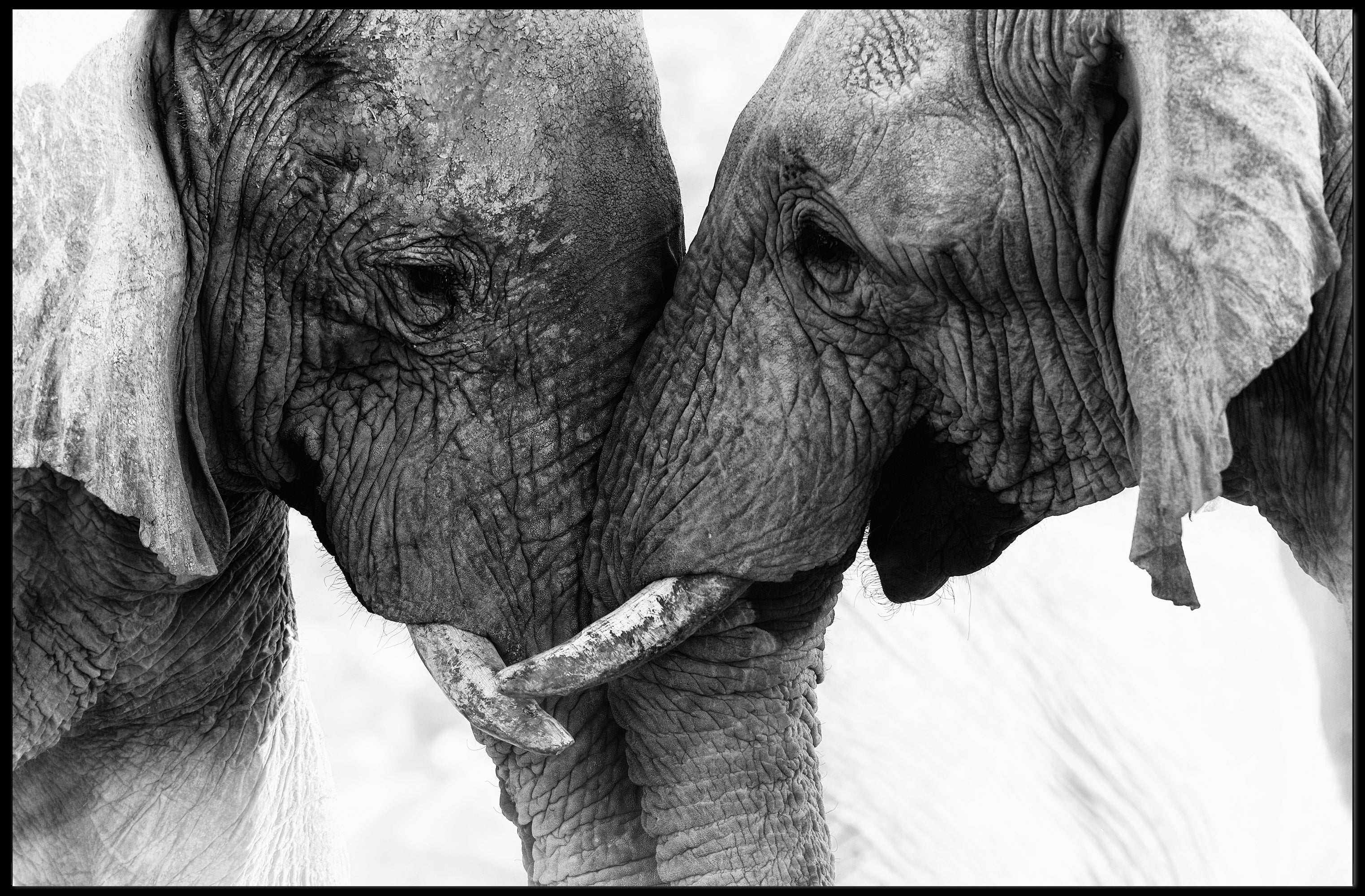 Elephants in Harmony: Majestic Wildlife Art Print for Animal Poster PosterGoat