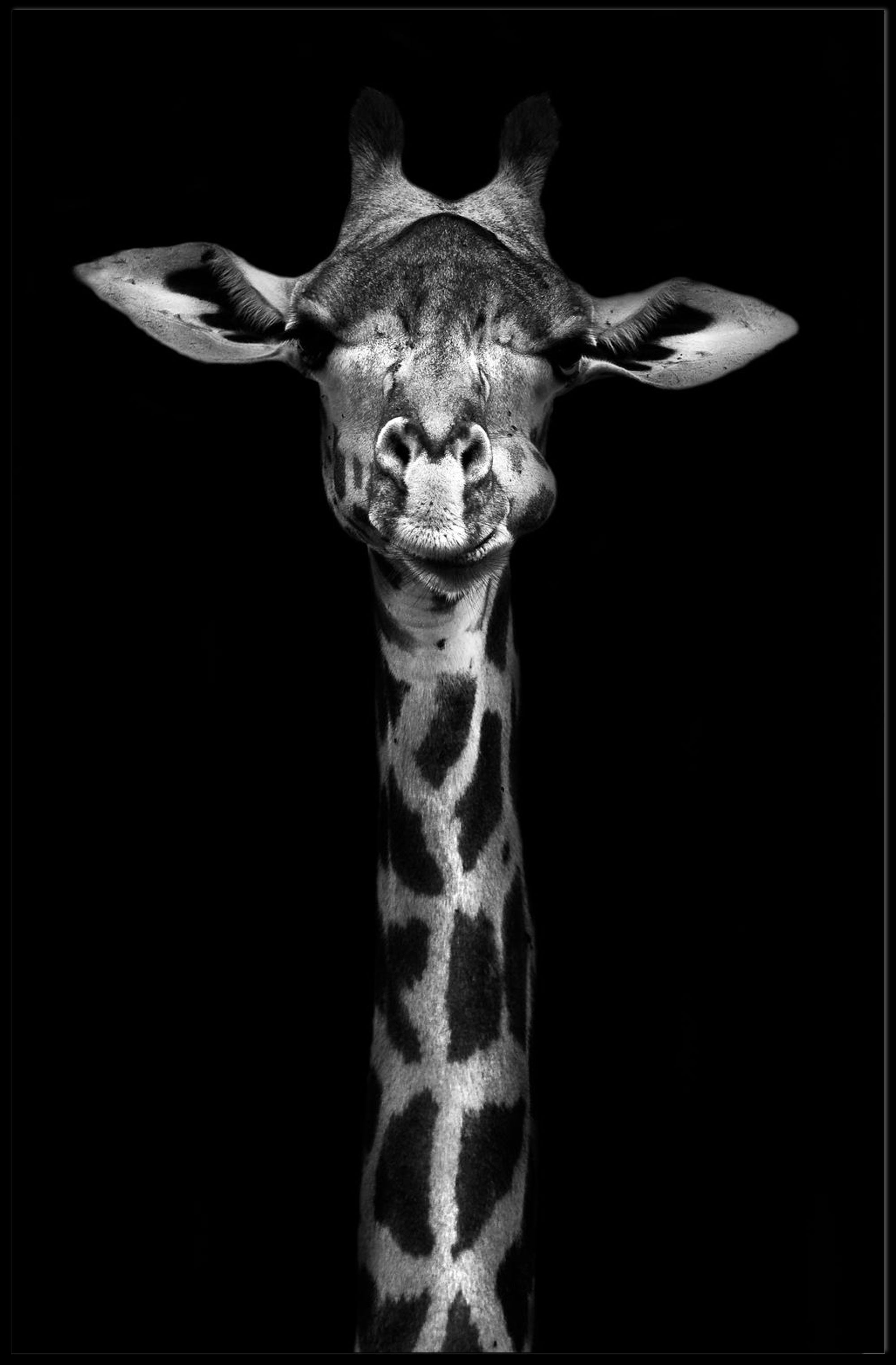 Giraffe's Grace: Monochrome Elegance Animal Poster PosterGoat