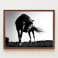 Graceful Horse in Motion Art: An Elegant Animal Poster PosterGoat