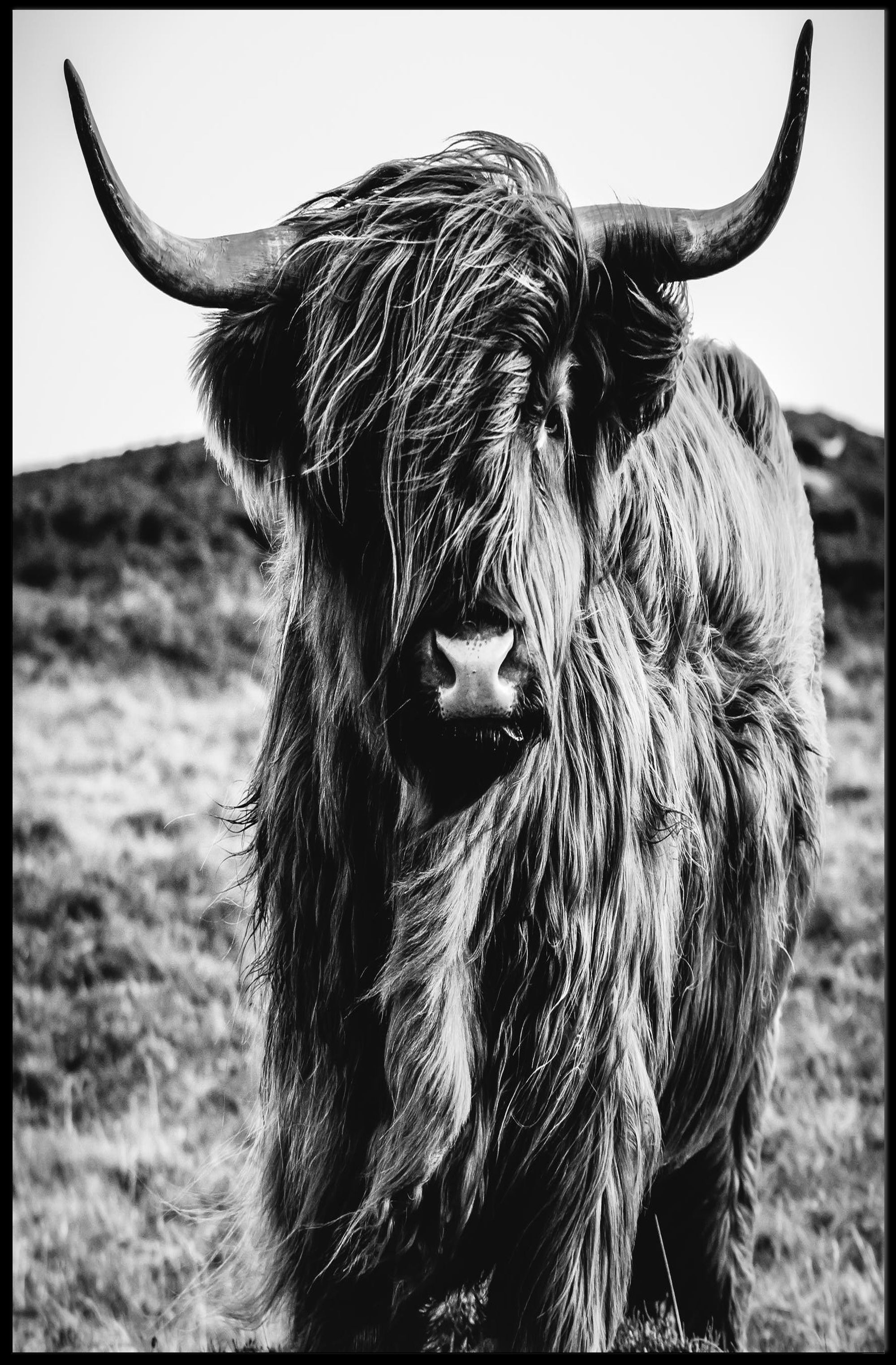 Highland Cow Portrait in Stunning Animal Poster PosterGoat