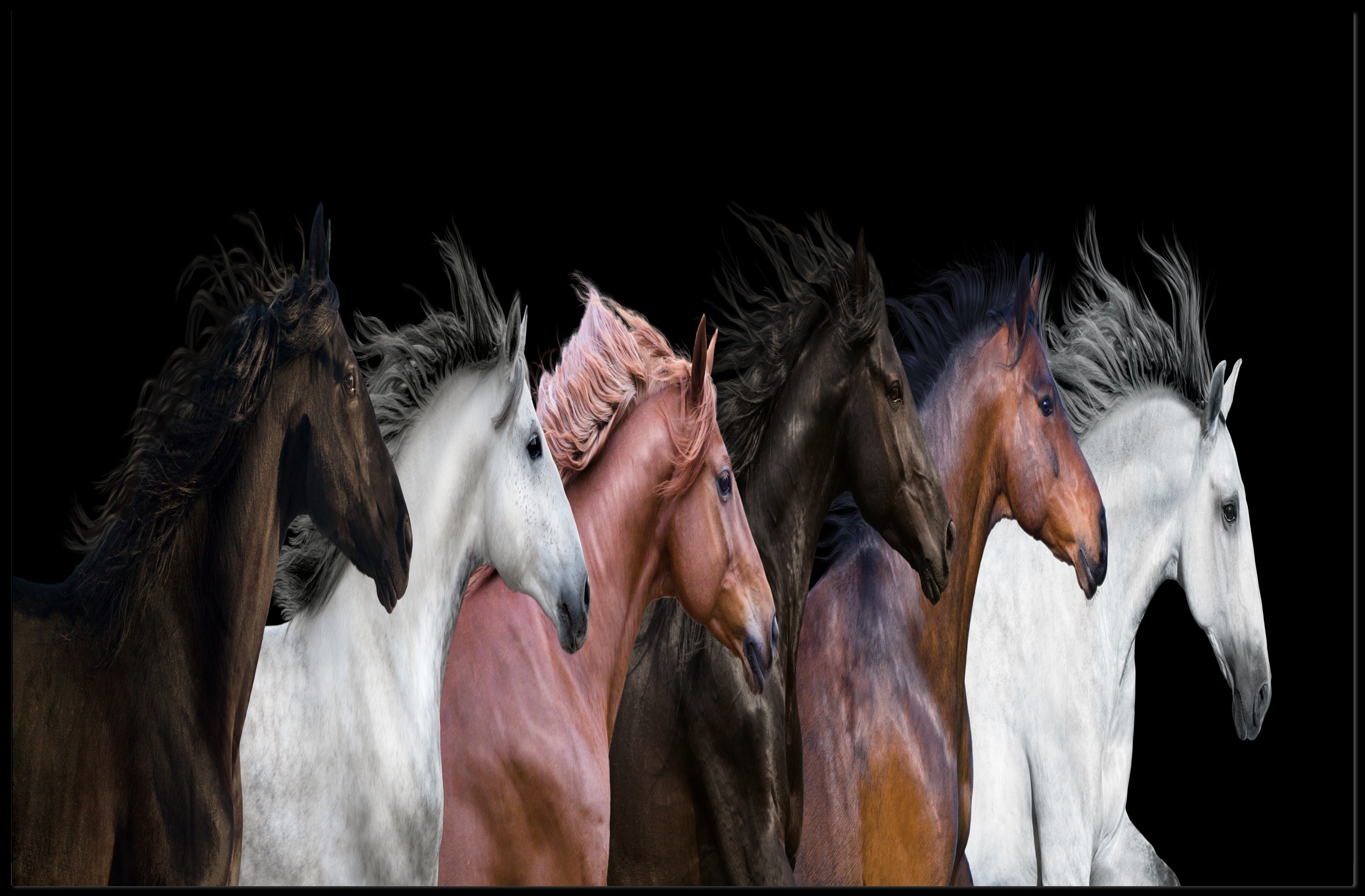 Horses in Motion Gallery Art Print - Animal Poster PosterGoat