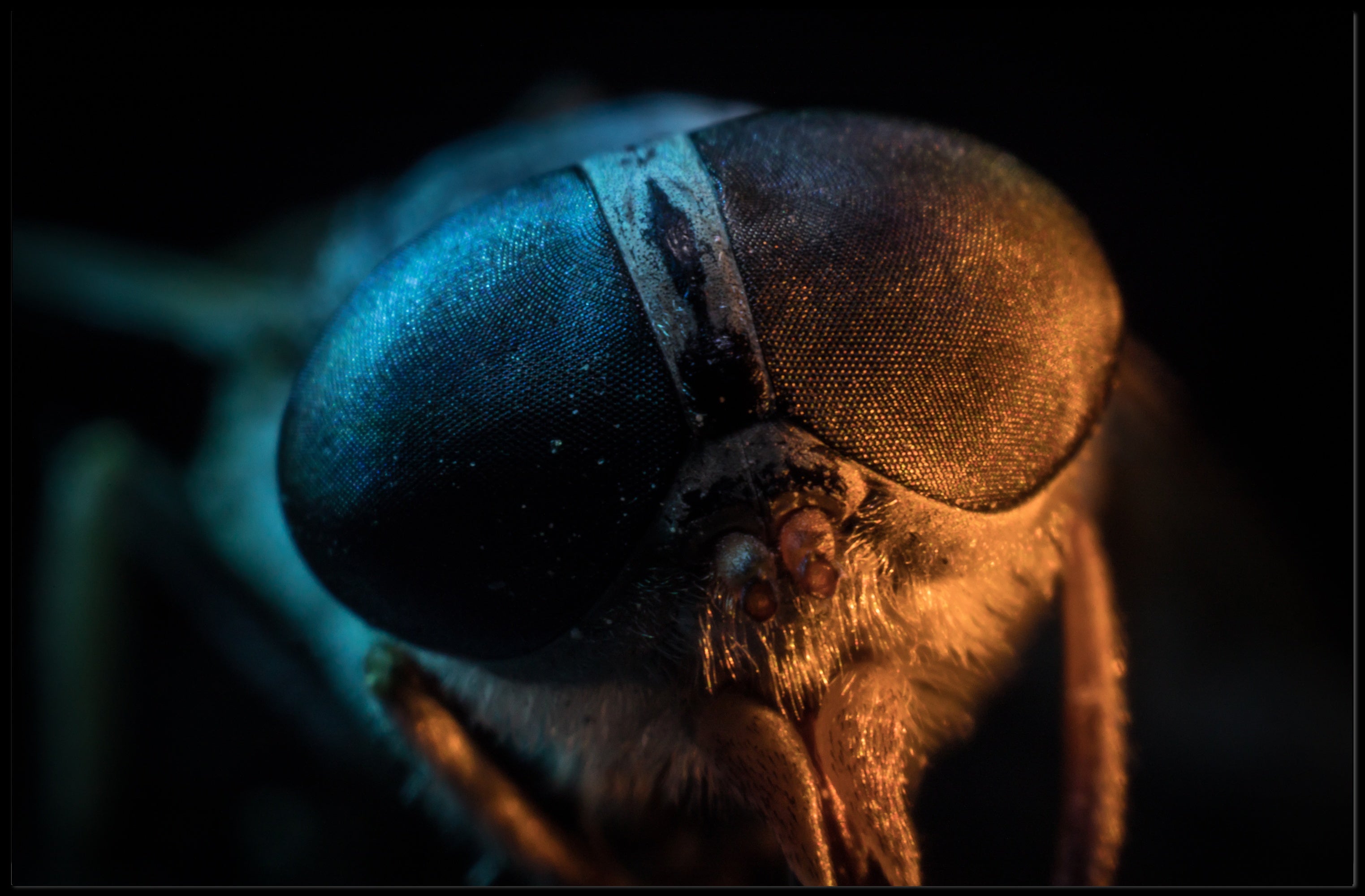 Insect Close-Up Photography Poster: A Study of Nature's Detail PosterGoat