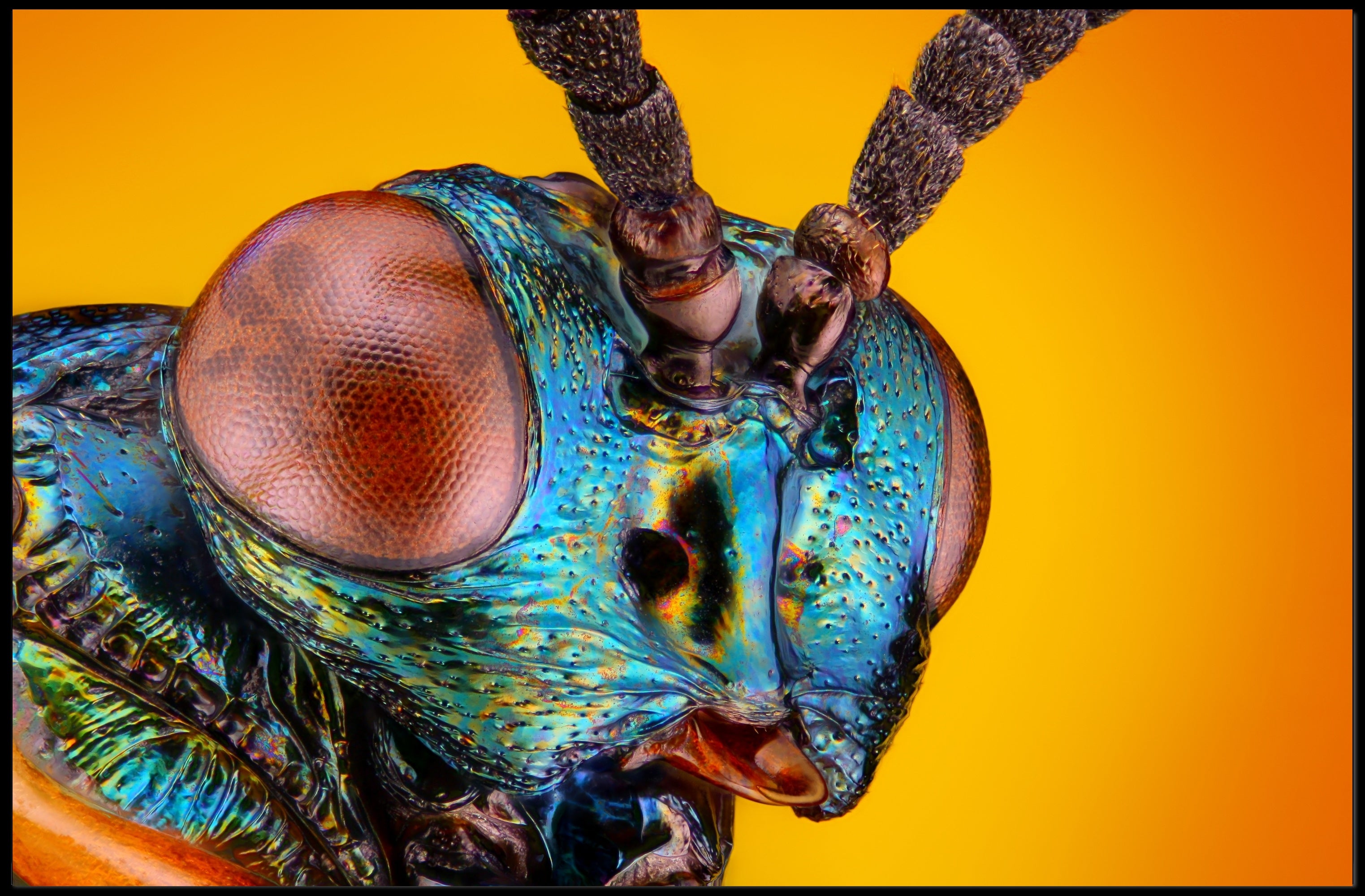 Insect Study on Vibrant Background Animal Poster PosterGoat