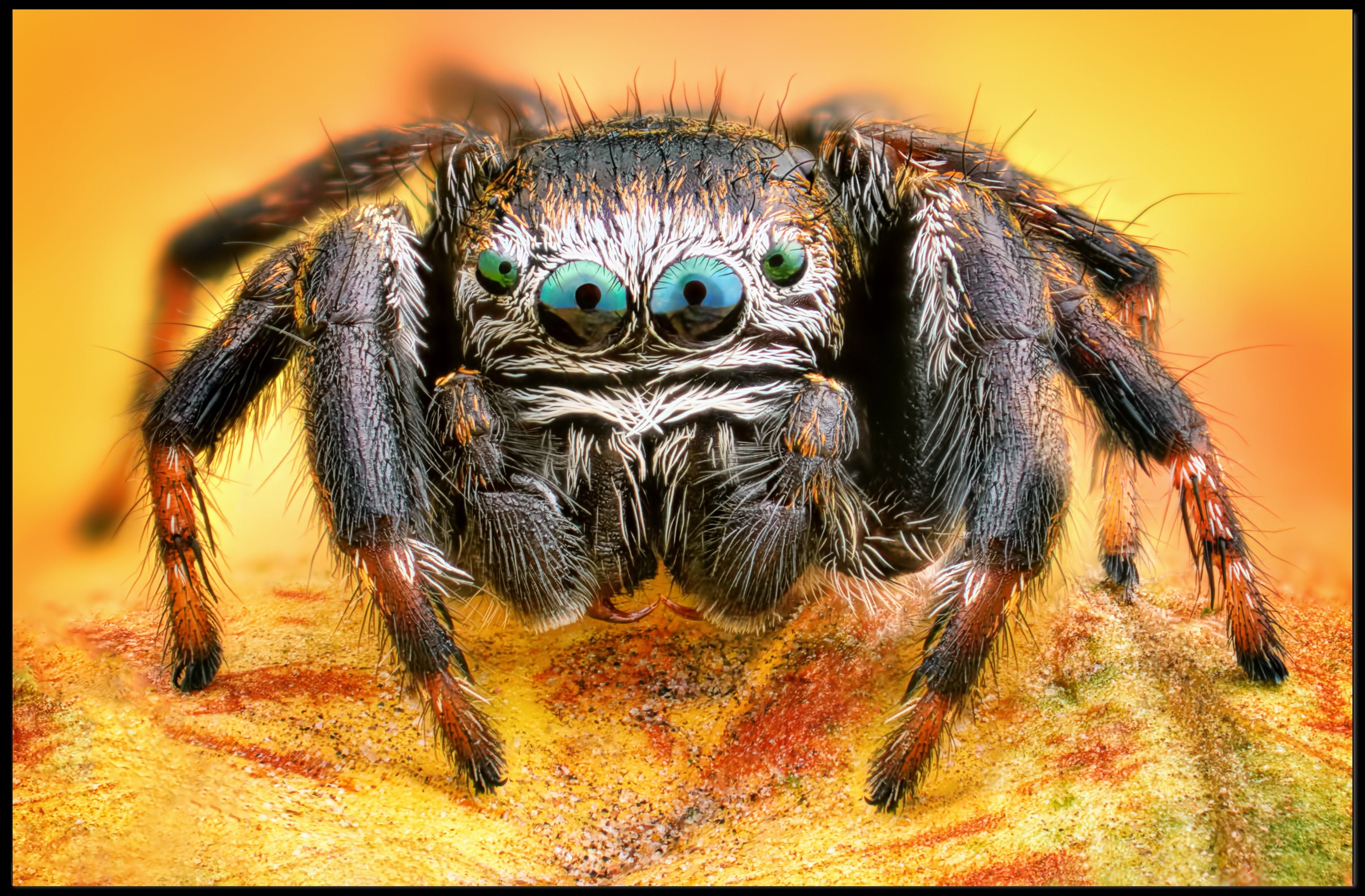 Jumping Spider Eye Detail Animal Poster PosterGoat