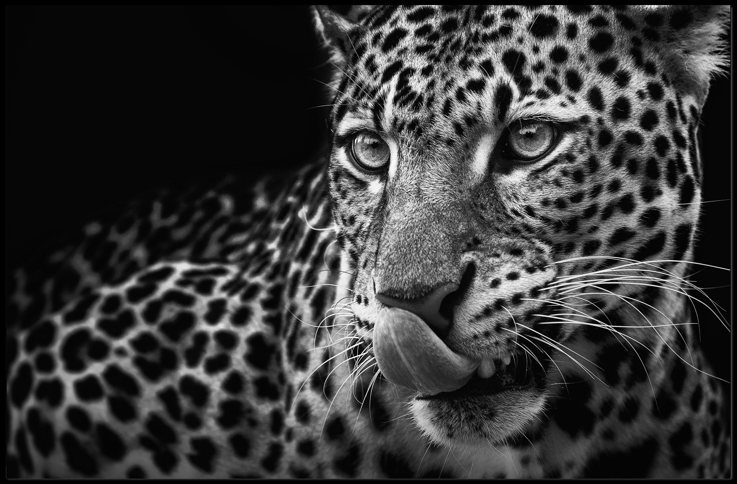 Leopard's Fierce Gaze Wildlife Art Animal Poster PosterGoat