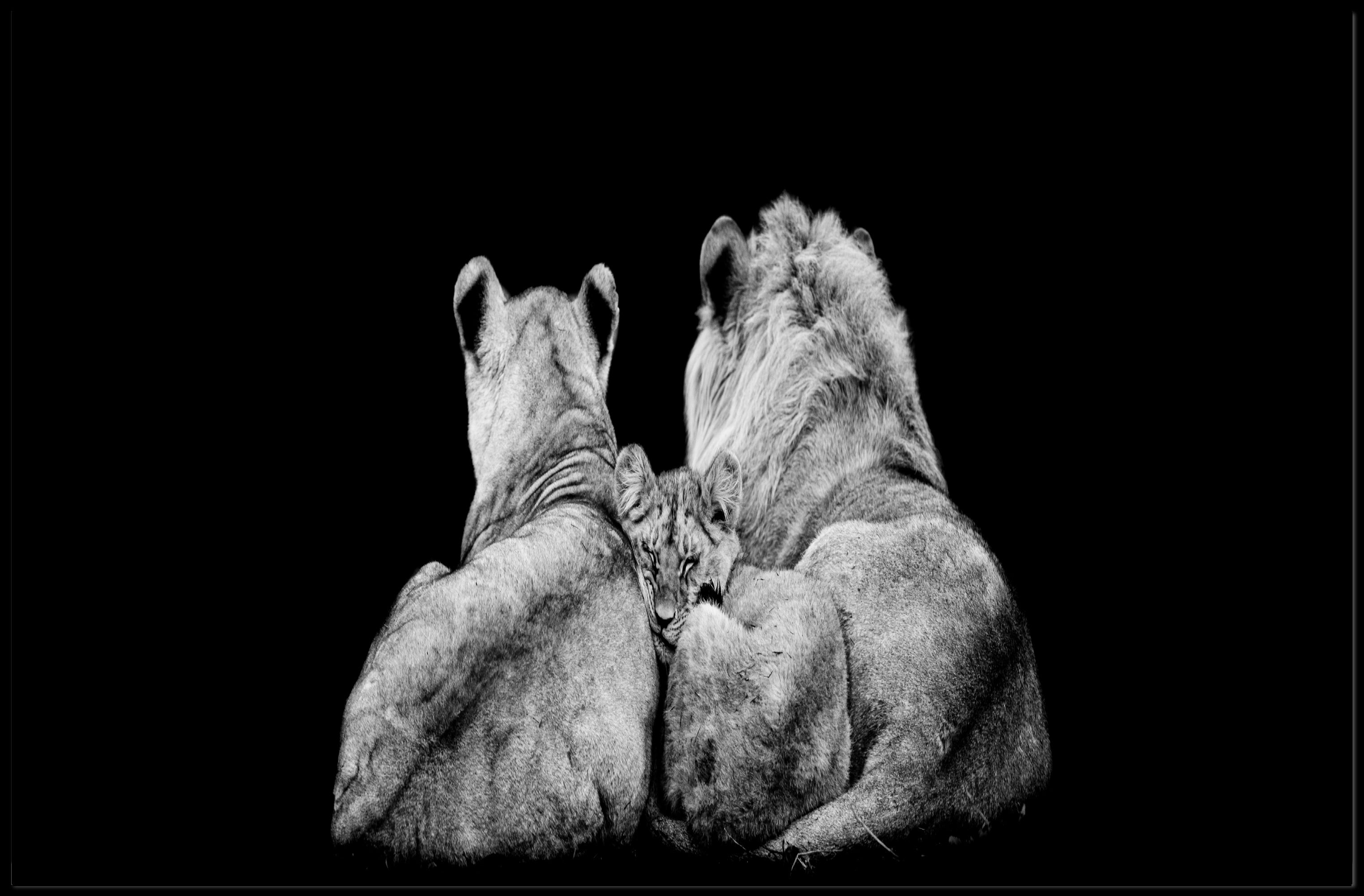 Lions in Monochrome Family Unity Animal Poster PosterGoat