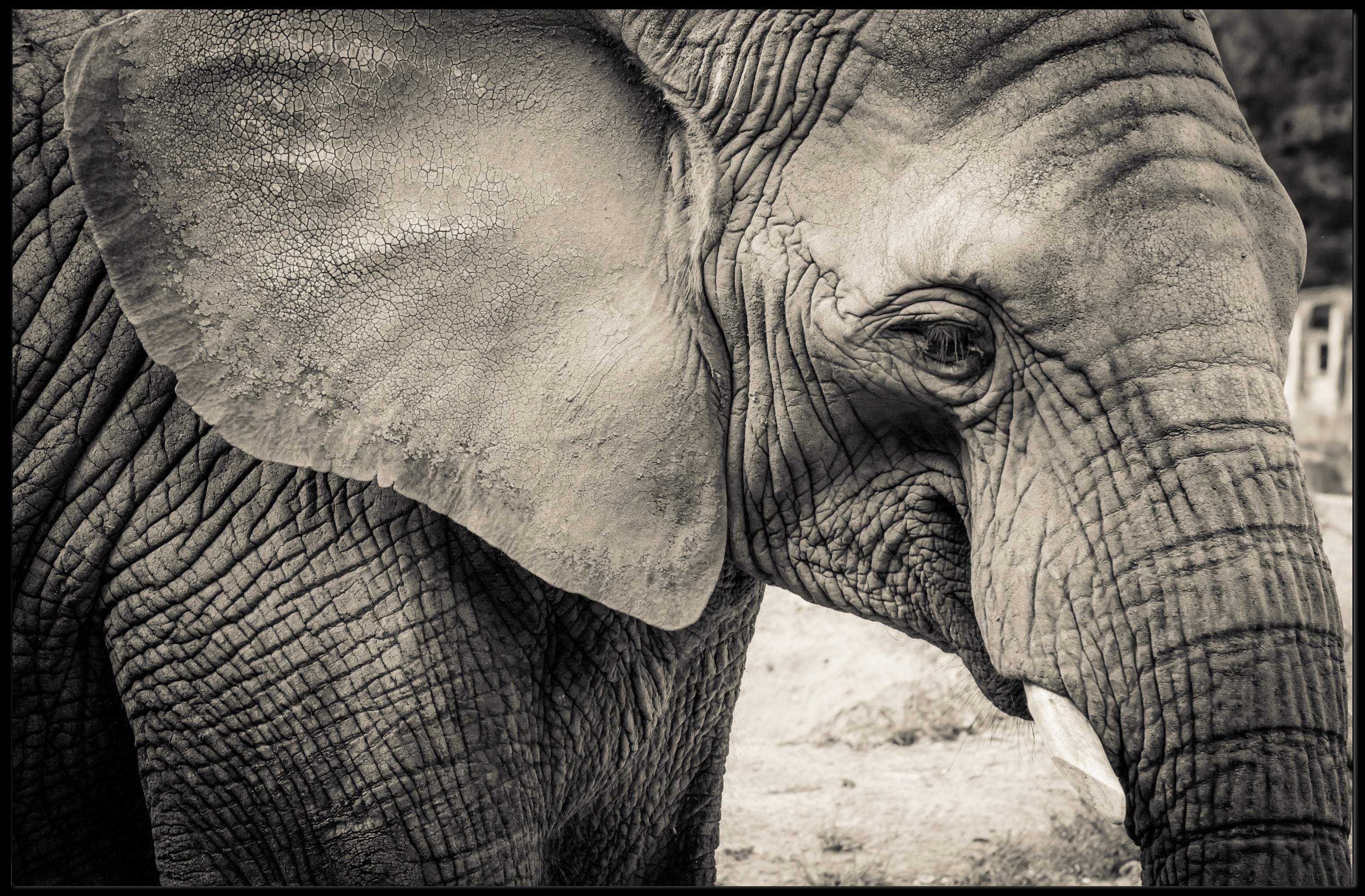 Majestic Black and White Elephant Animal Poster PosterGoat