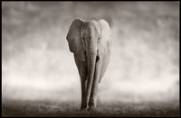 Majestic Elephant Emerging African Savannah Scene Animal Poster PosterGoat