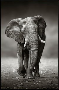 Majestic Elephant Photorealism in Black and White Animal Poster PosterGoat