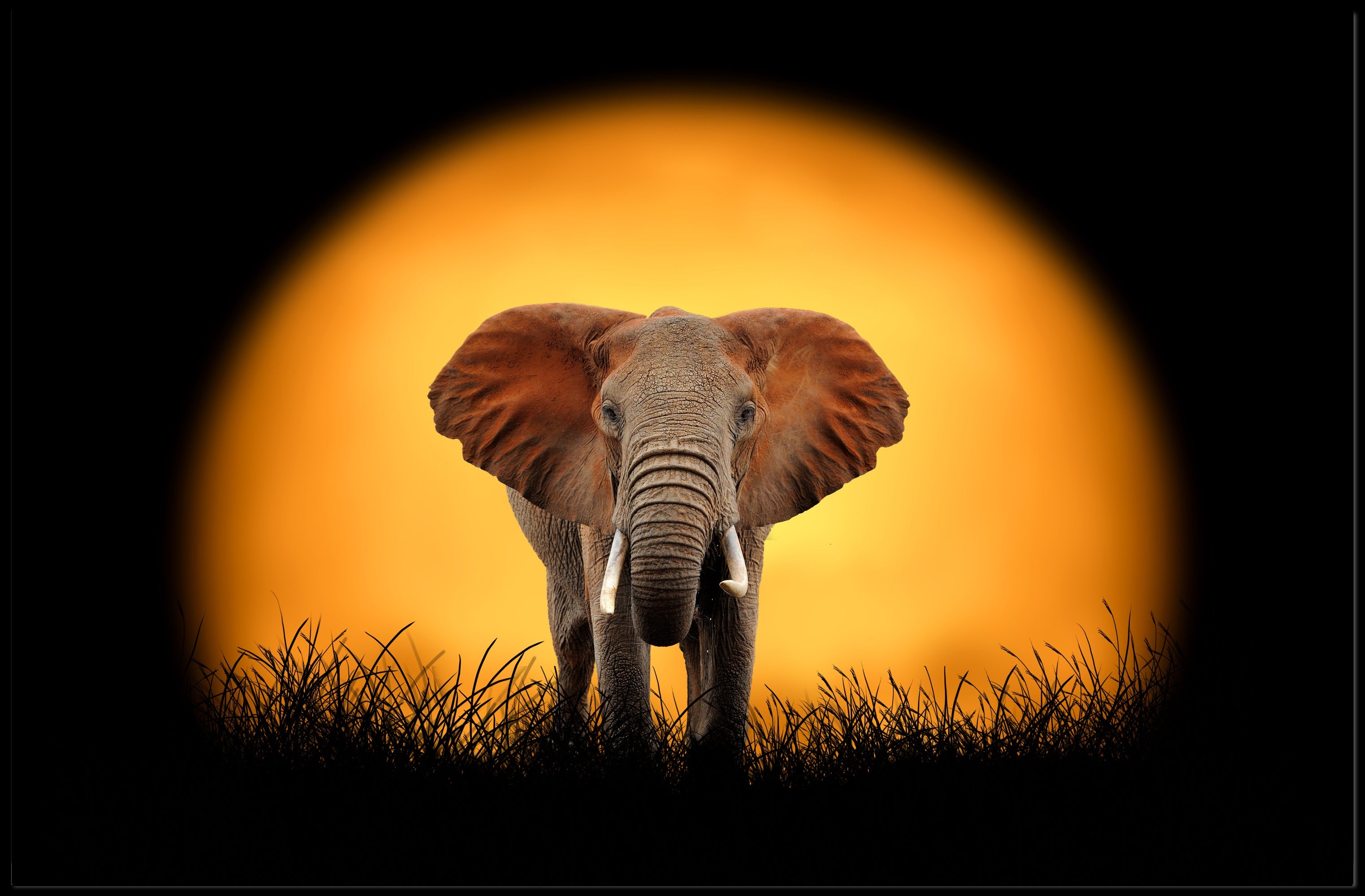 Majestic Elephant Silhouette at Sunset Animal Poster PosterGoat