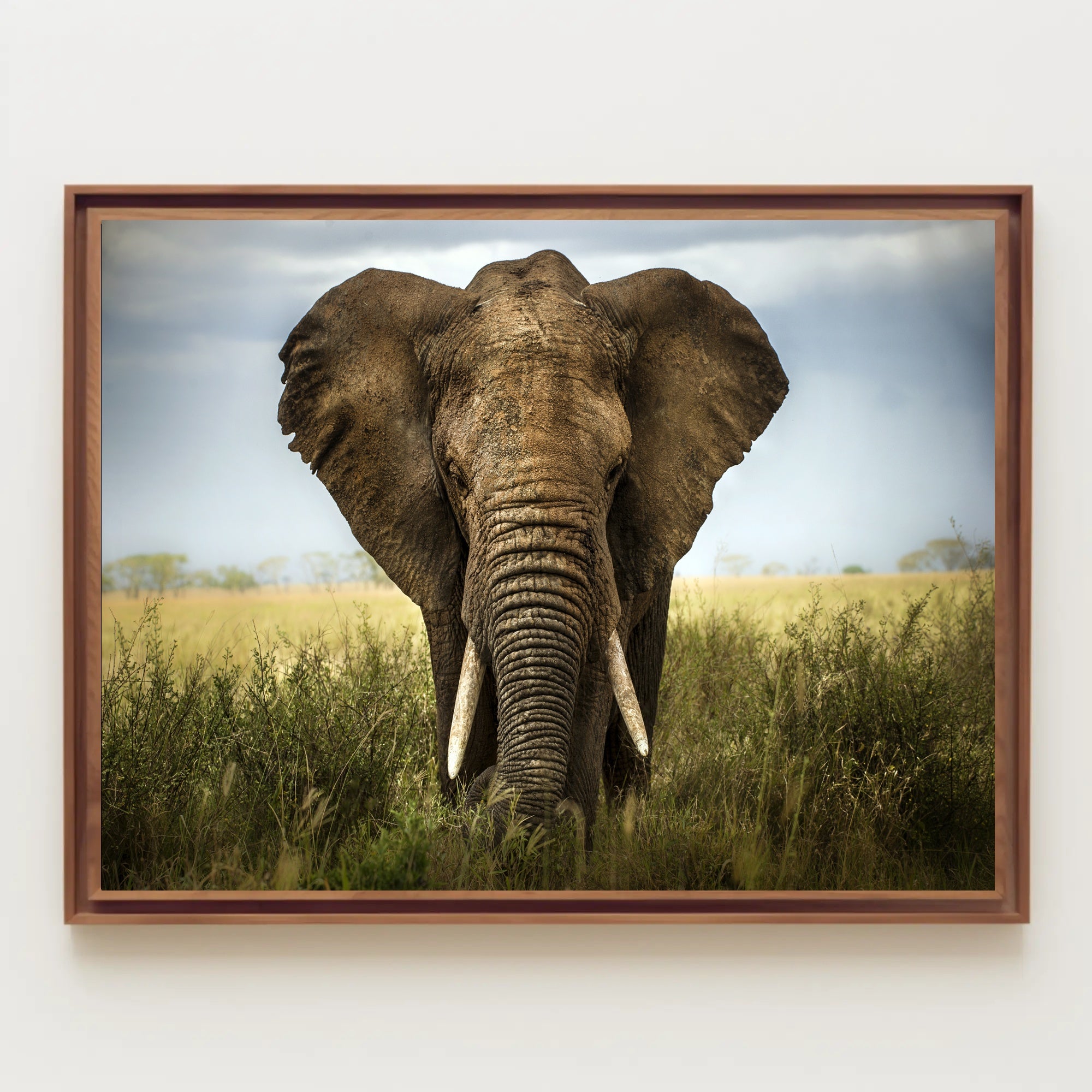 Majestic Elephant in African Savanna Animal Poster PosterGoat