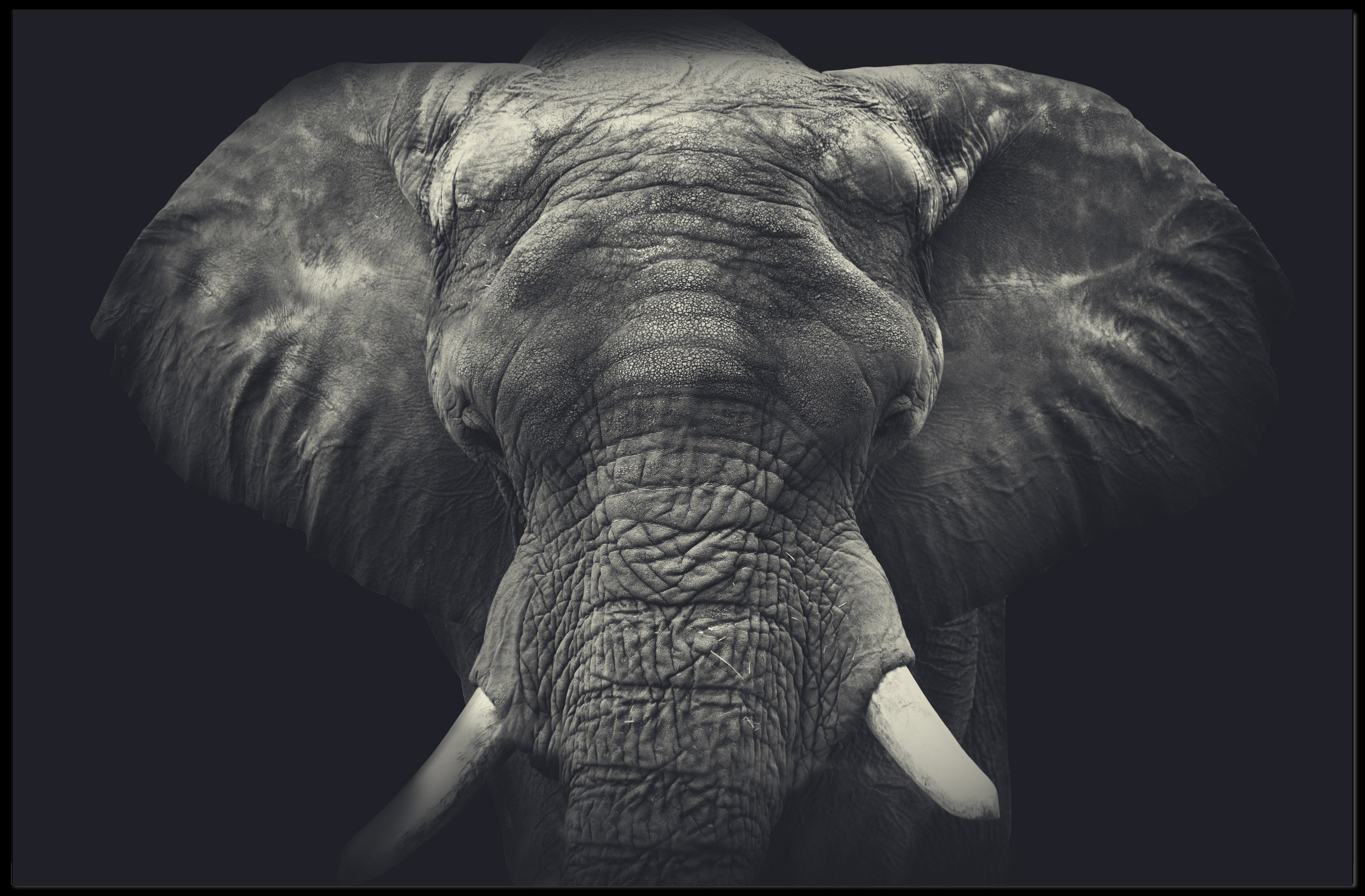 Majestic Elephant in Wild Grace - Animal Poster PosterGoat