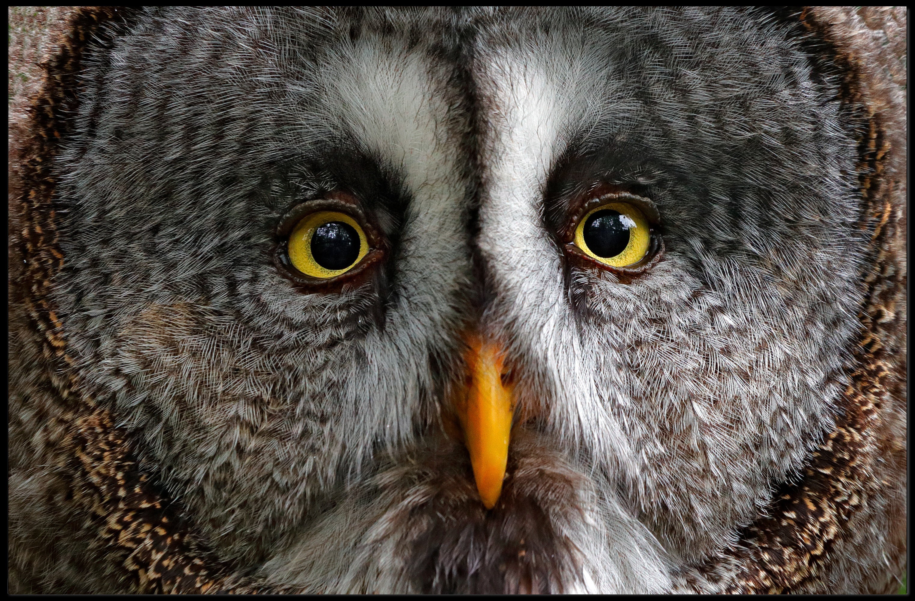 Majestic Great Grey Owl Wildlife Animal Poster PosterGoat