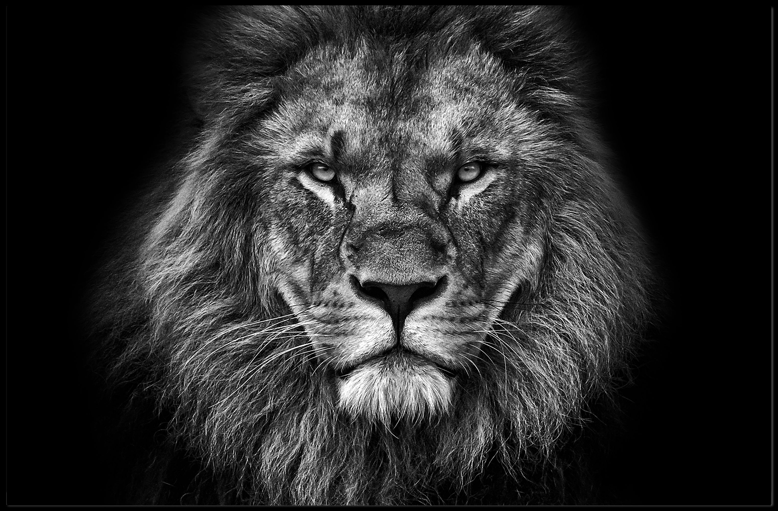 Majestic Lion Gaze Strength and Majesty Animal Poster PosterGoat