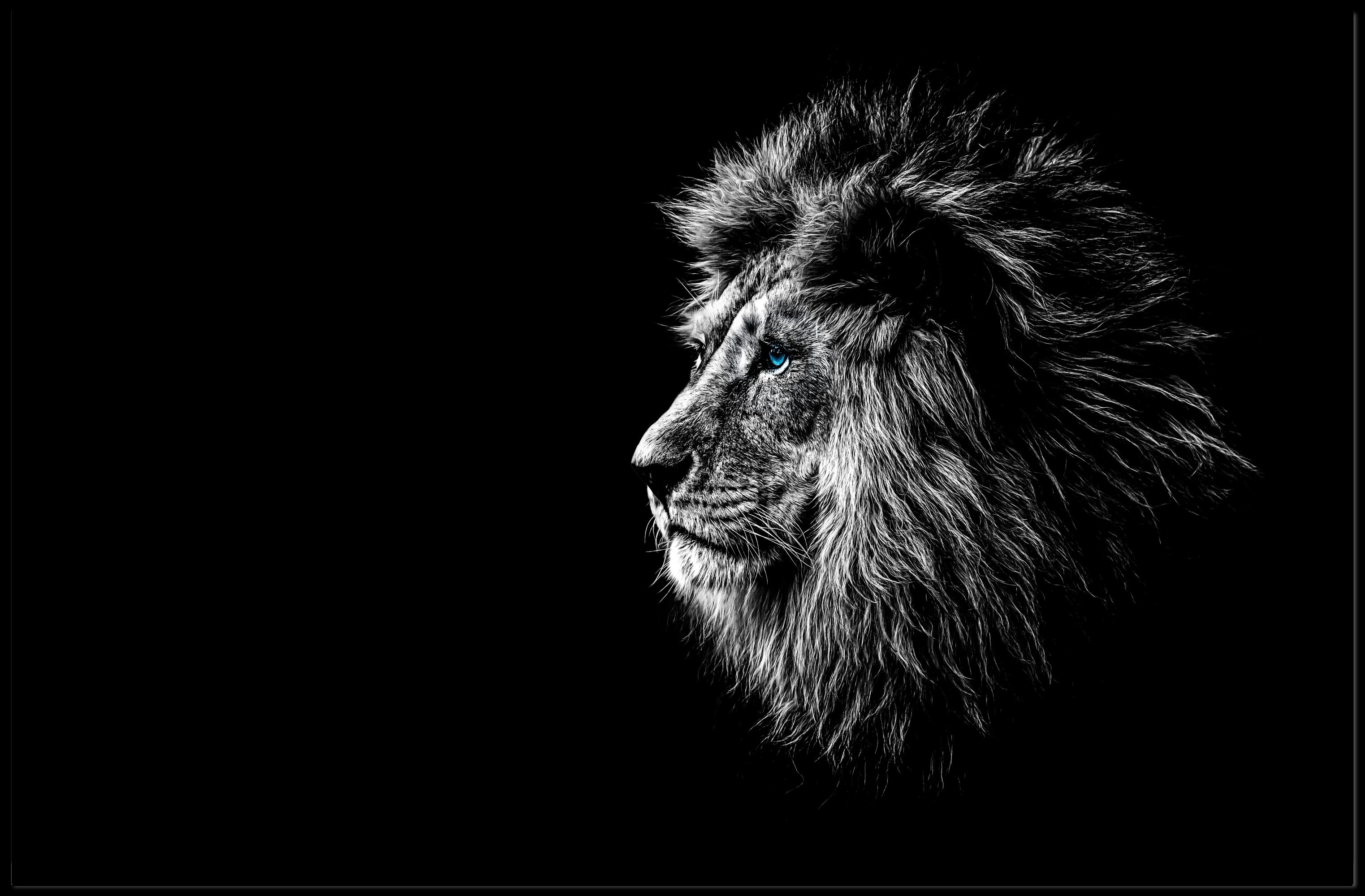 Majestic Lion Profile with Striking Blue Eyes Animal Poster PosterGoat