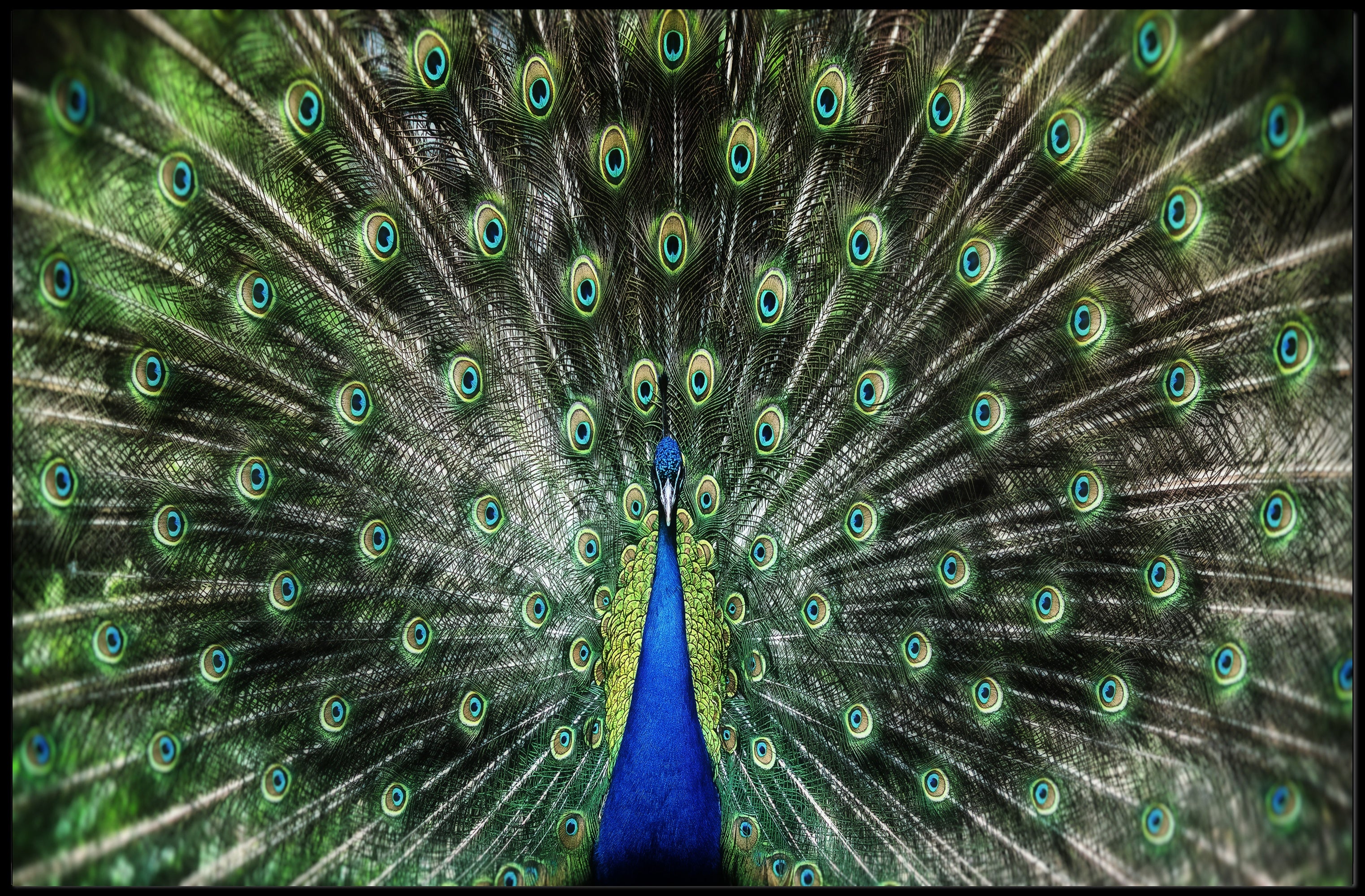 Majestic Peacock Illustrative Masterpiece Animal Poster PosterGoat