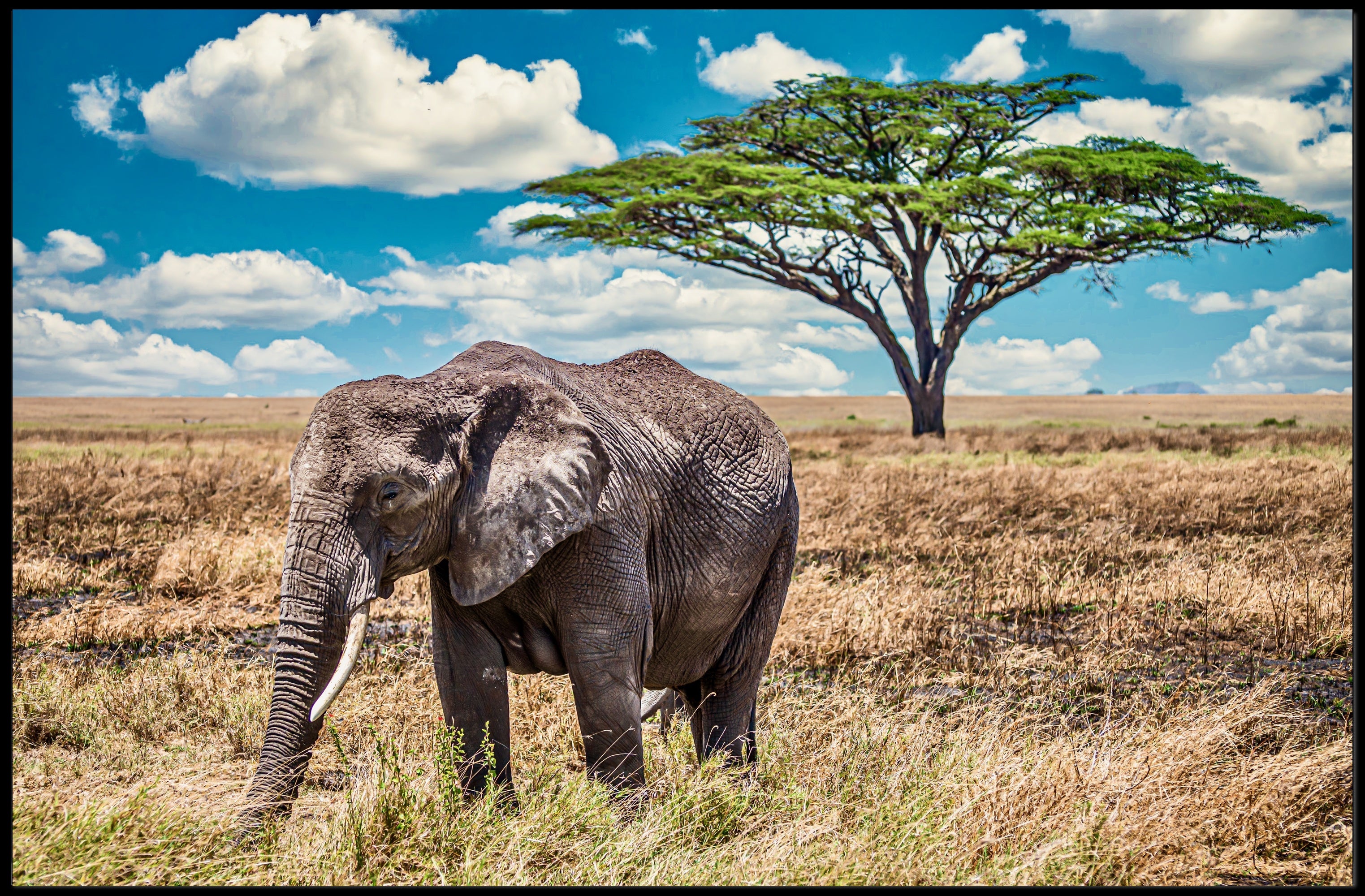 Majestic Savanna Scene with Elephant Animal Poster PosterGoat