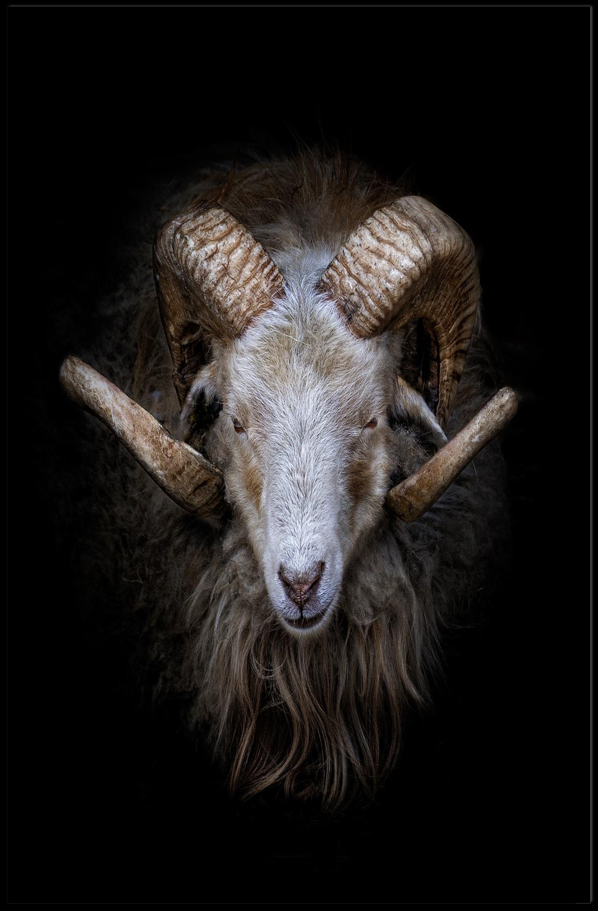 Majestic Sheep with Curved Horns Animal Poster PosterGoat