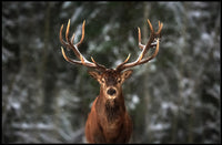 Majestic Snowy Forest Deer Animal Poster PosterGoat