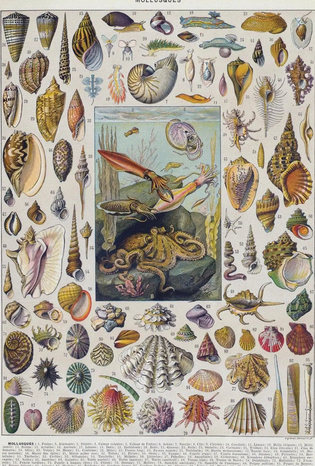 Mollusks of the Sea: Vintage Scientific Animal Poster PosterGoat