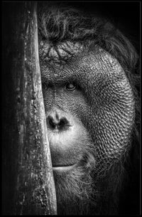 Orangutan Intrigue Photorealistic Black-and-White Animal Poster PosterGoat
