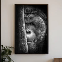 Orangutan Intrigue Photorealistic Black-and-White Animal Poster PosterGoat