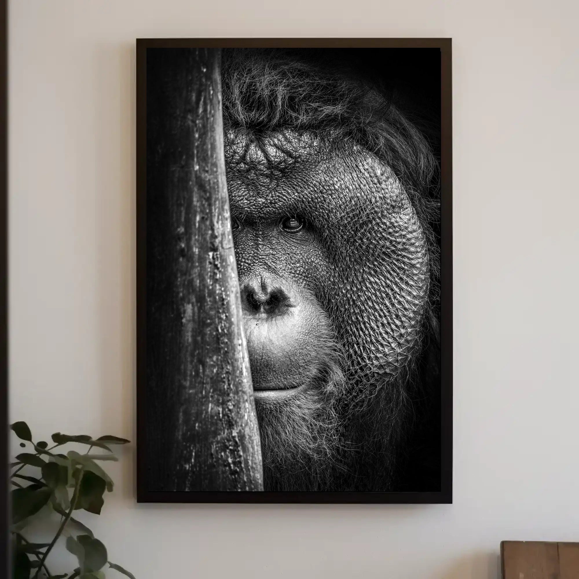 Orangutan Intrigue Photorealistic Black-and-White Animal Poster PosterGoat