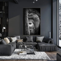 Orangutan Intrigue Photorealistic Black-and-White Animal Poster PosterGoat
