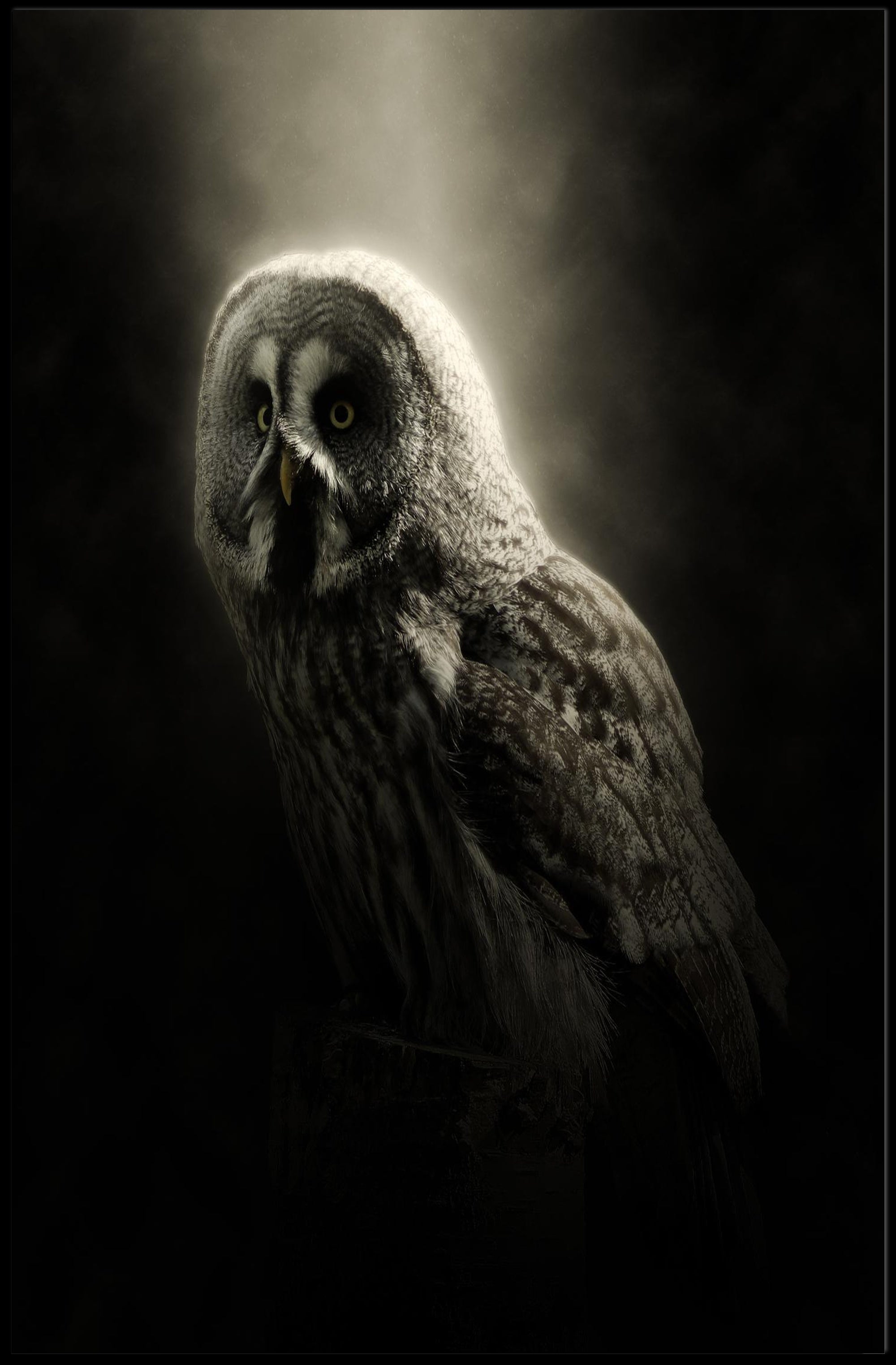 Owl Photorealistic Nocturnal Art Animal Poster PosterGoat