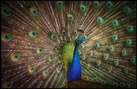 Peacock Beauty Vibrant Colors Animal Poster PosterGoat