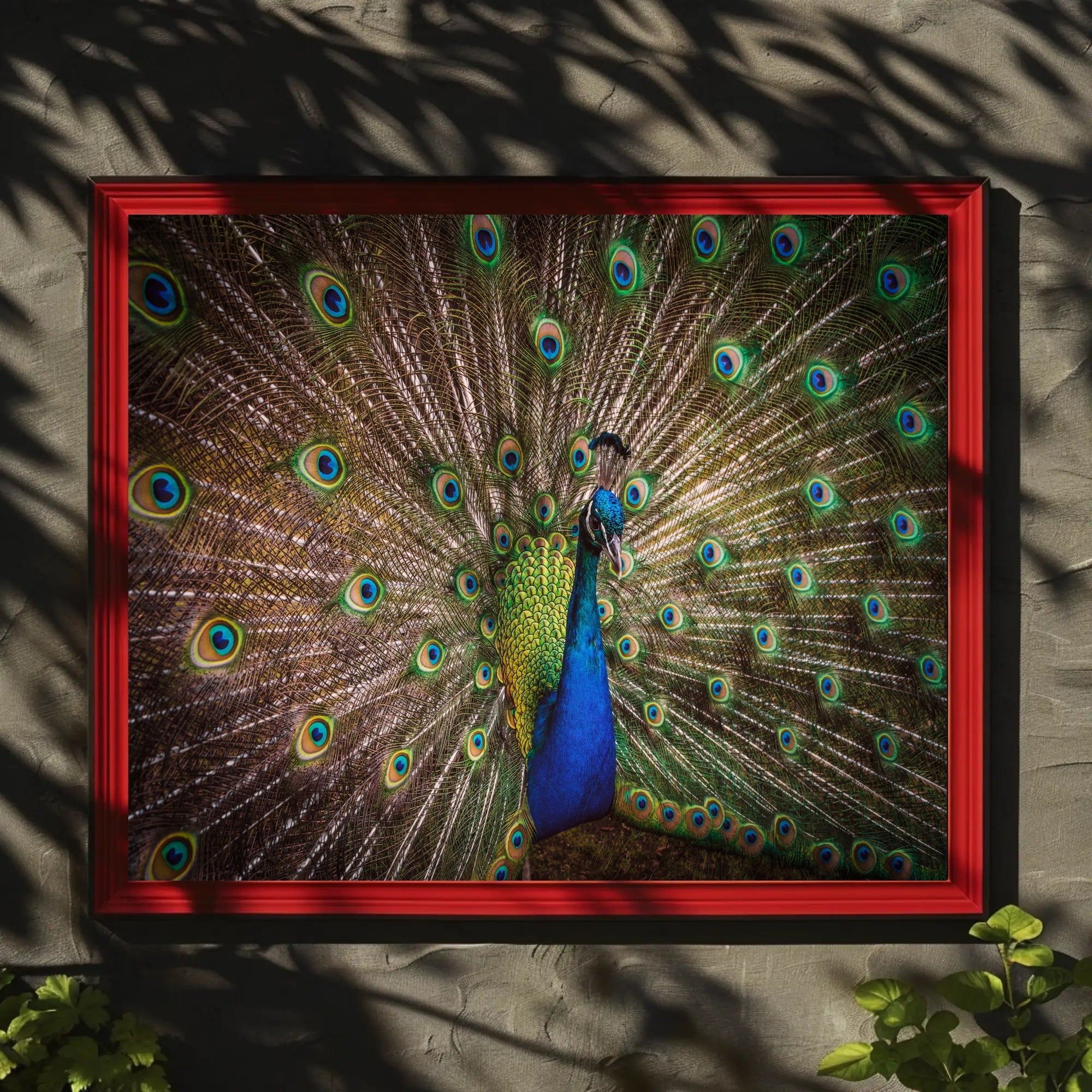 Peacock Beauty Vibrant Colors Animal Poster PosterGoat