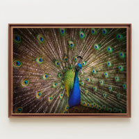 Peacock Beauty Vibrant Colors Animal Poster PosterGoat