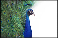 Peacock Elegance in Vibrant Colors Animal Poster PosterGoat
