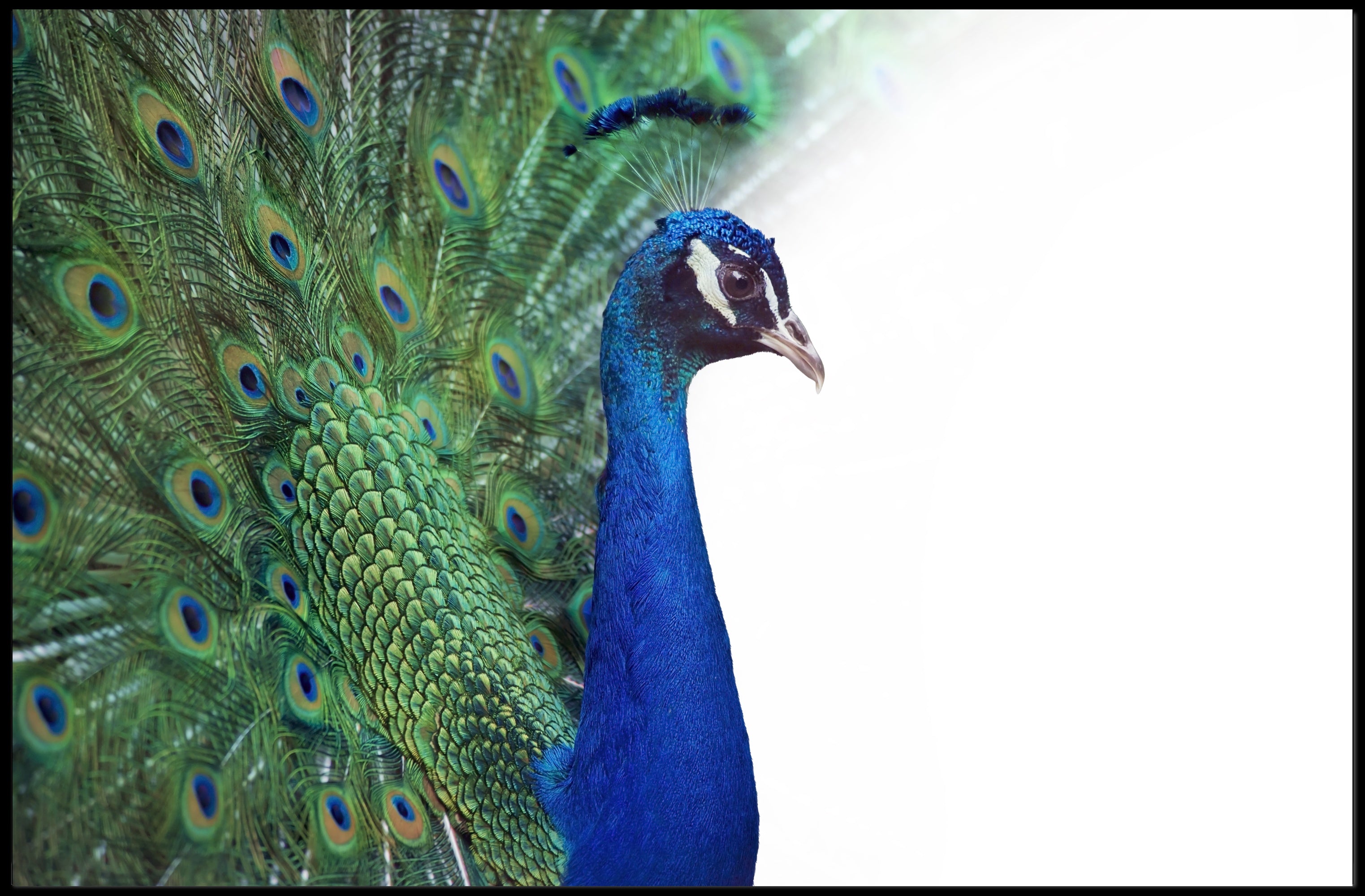 Peacock Elegance in Vibrant Colors Animal Poster PosterGoat