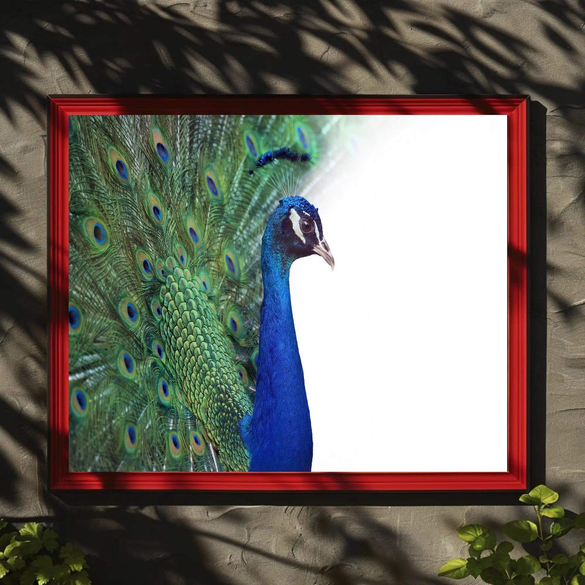 Peacock Elegance in Vibrant Colors Animal Poster PosterGoat