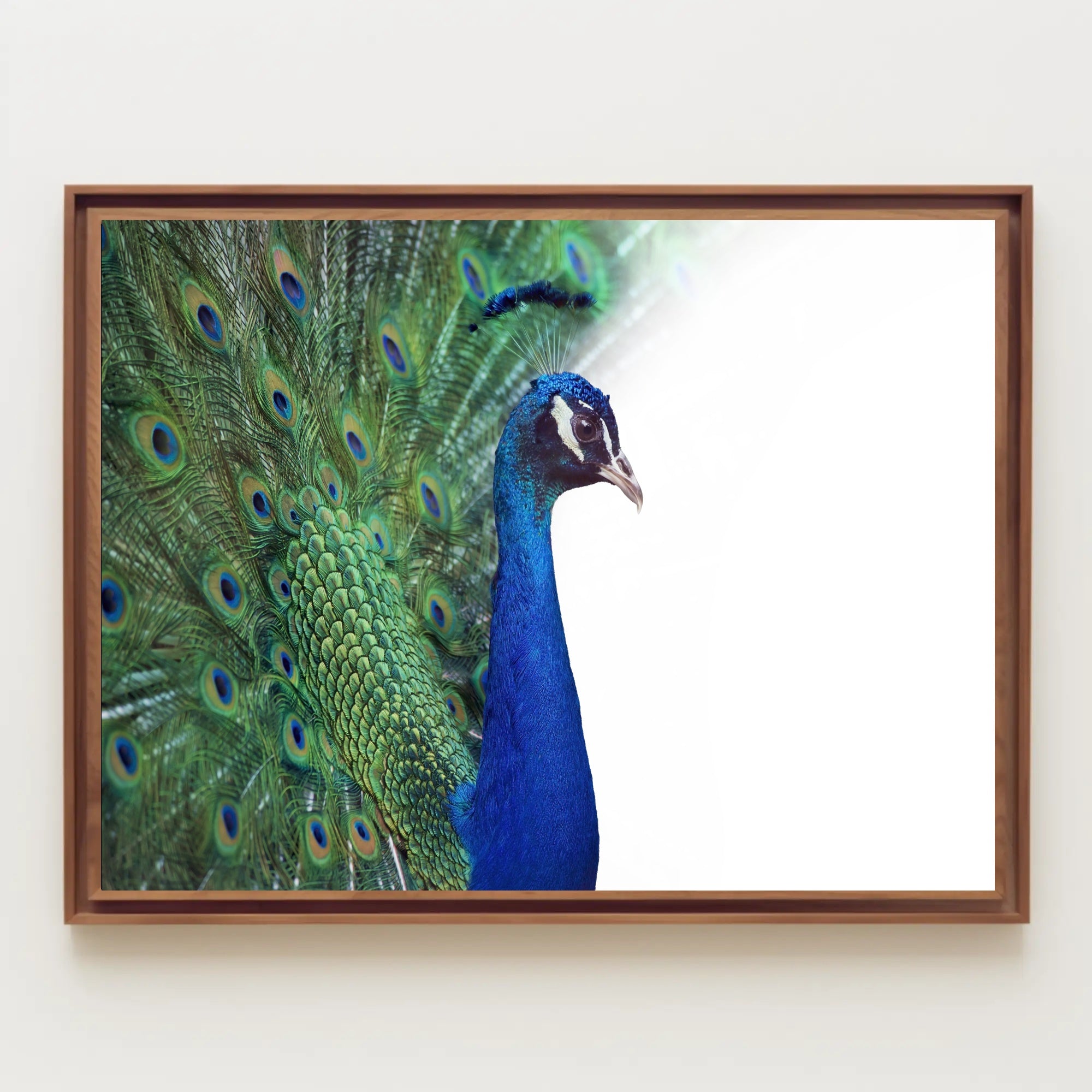 Peacock Elegance in Vibrant Colors Animal Poster PosterGoat