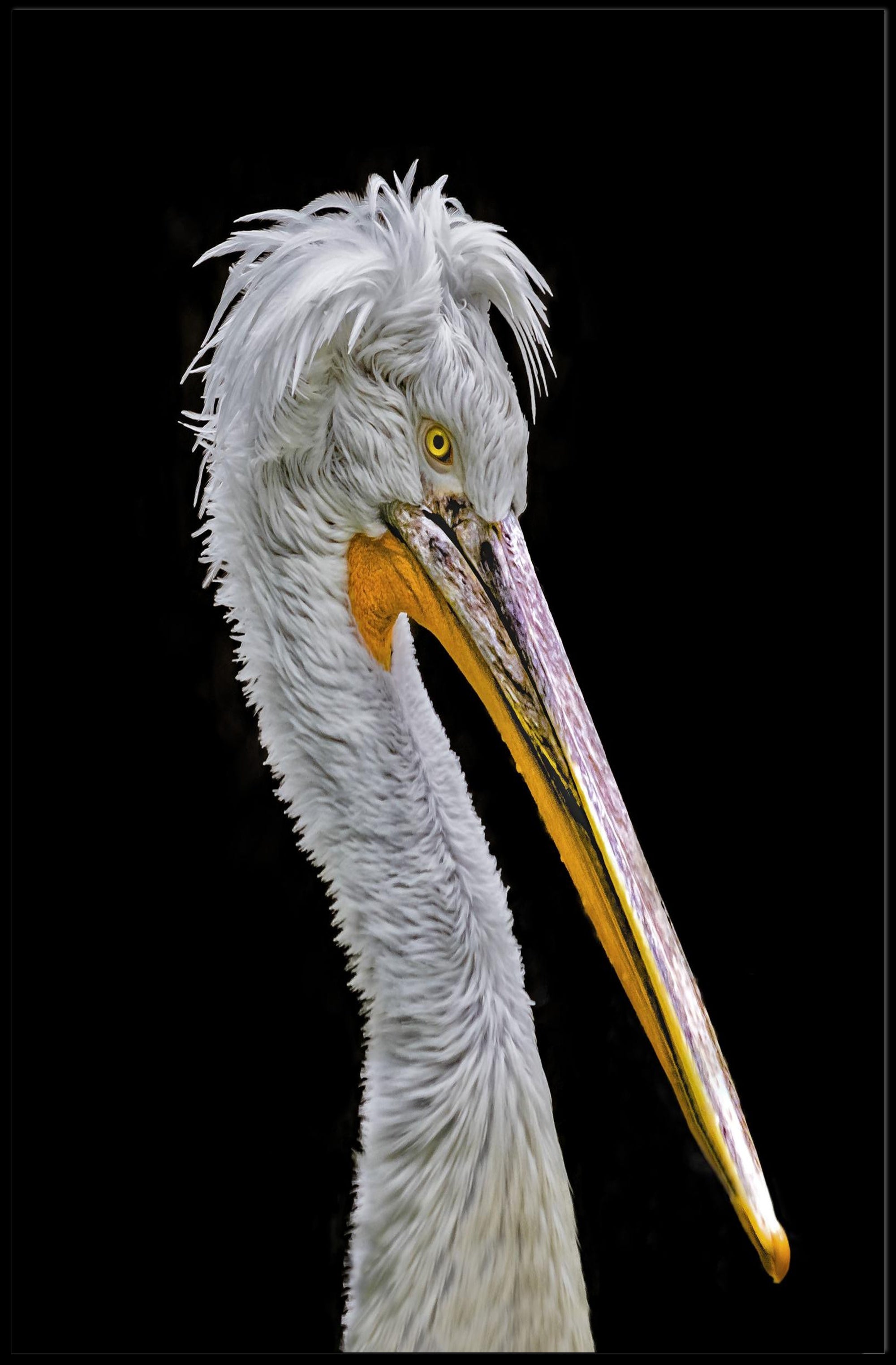 Pelican's Majesty: Photorealistic Wildlife Animal Poster PosterGoat